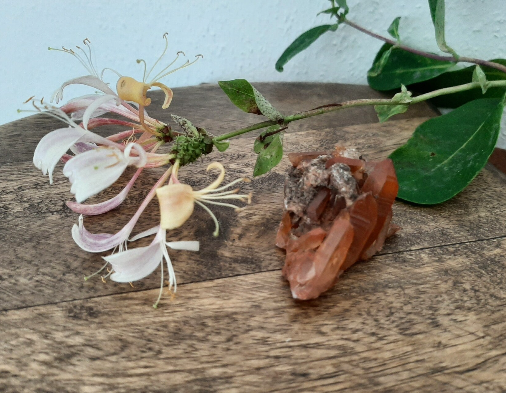 Red Healer Ruw Cluster nr. 2