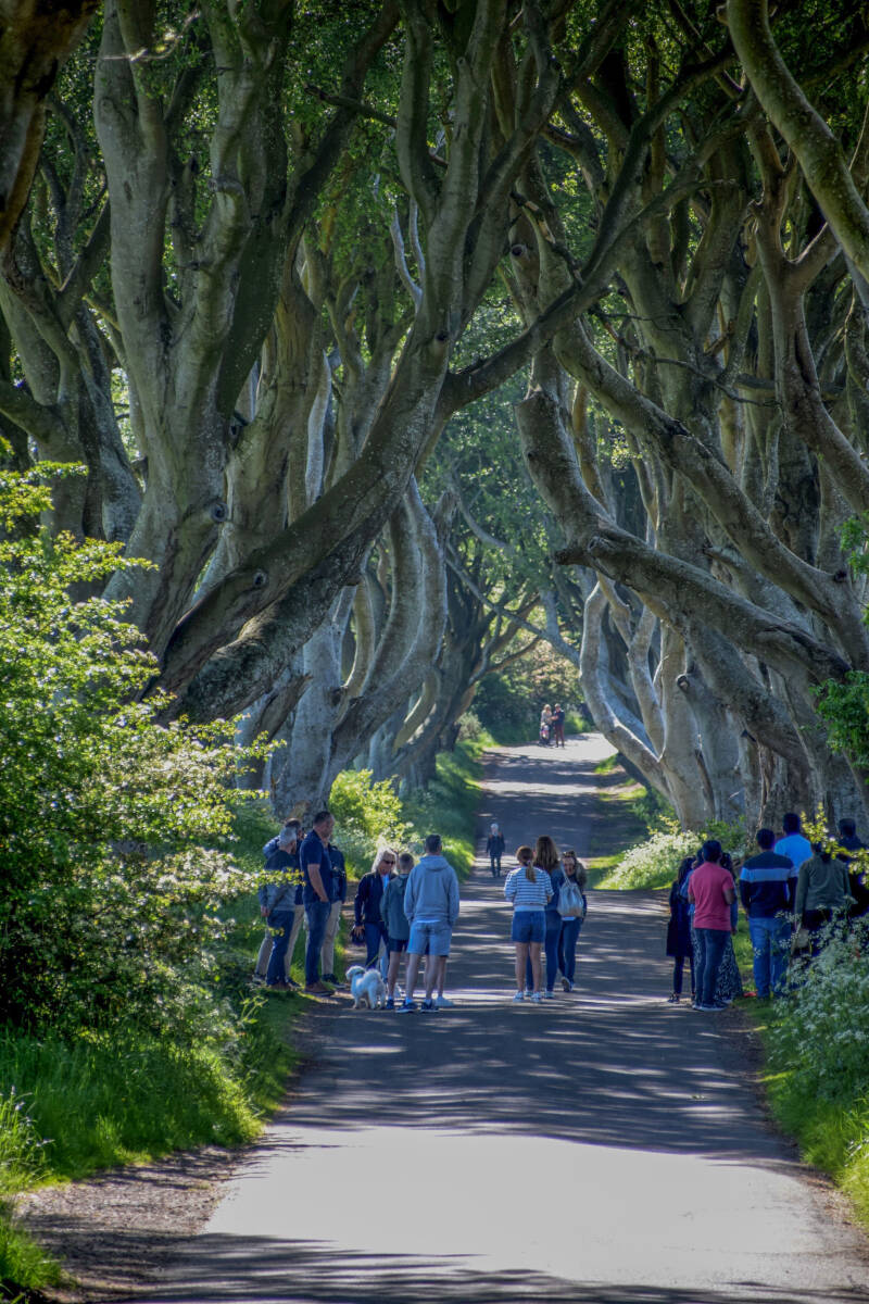 Dark Hedges, Nordirland