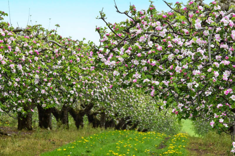Apple Blossom Armagh Nordirland