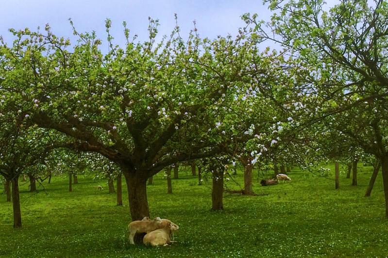 Apple Blossom Armagh Nordirland
