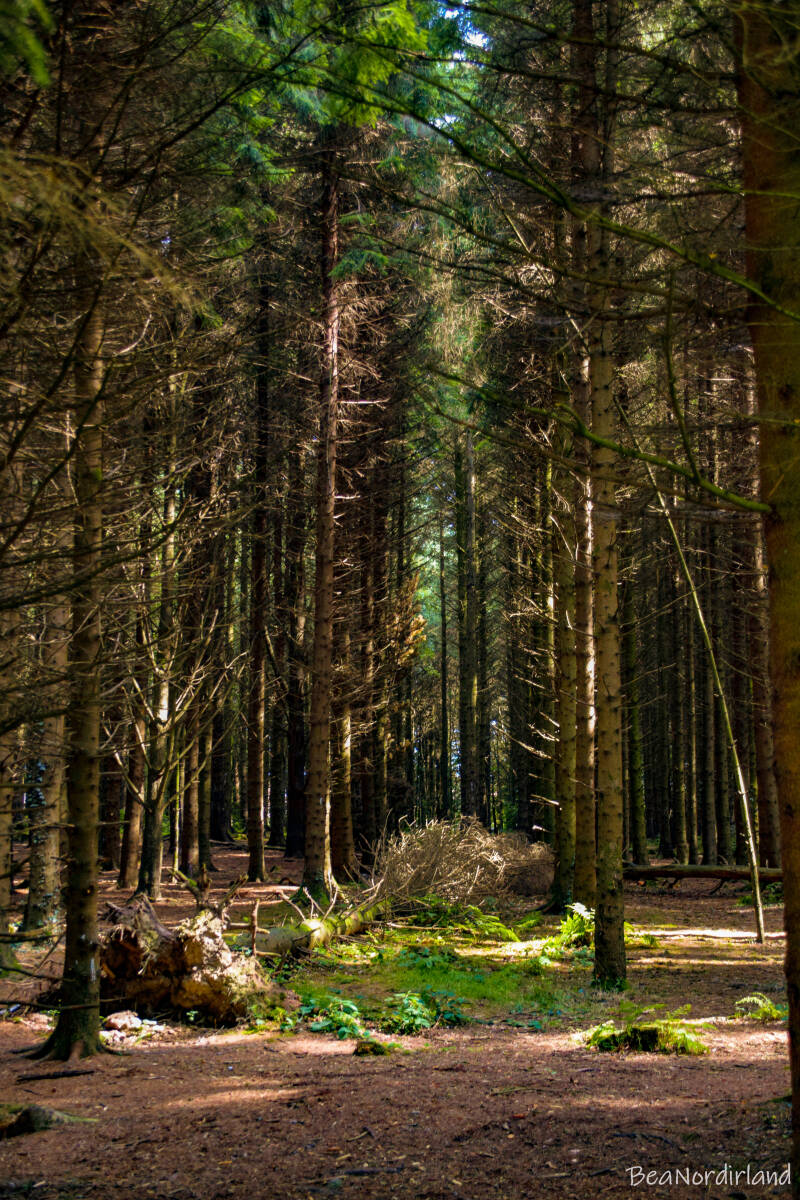 Hillsborough Forest Park , Nordirland, Co. Down