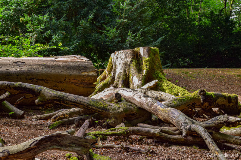 Hillsborough Forest Park , Nordirland, Co. Down