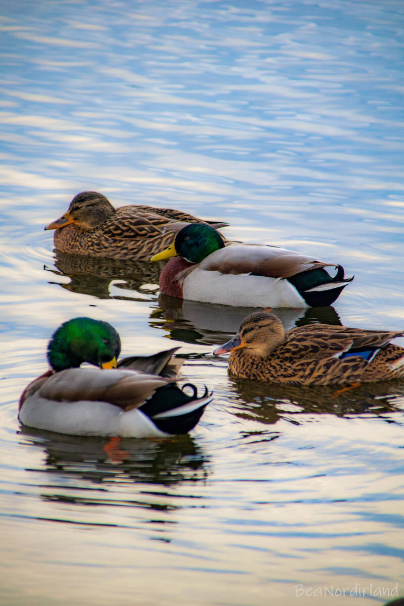 Lough Neagh, Oxfort Island