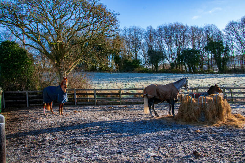 Frost, Pferde, Nordirland
