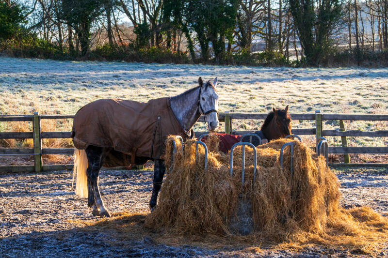 Frost, Pferde, Nordirland
