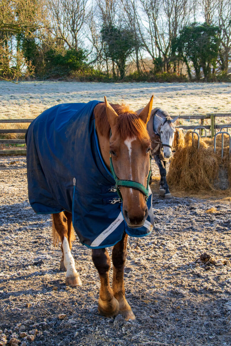 Frost, Pferde, Nordirland