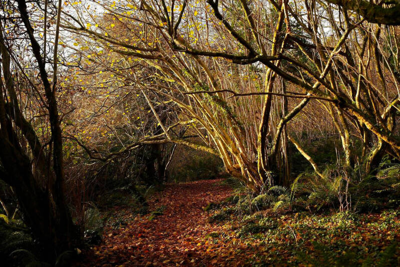 Clare Glen Park, Northern Ireland