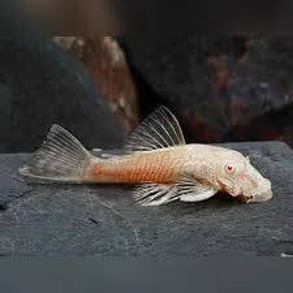 Albino Shortfin Ancistrus 5-6cm