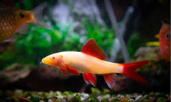 Albino Red Fin Sharks 5-6cm x2