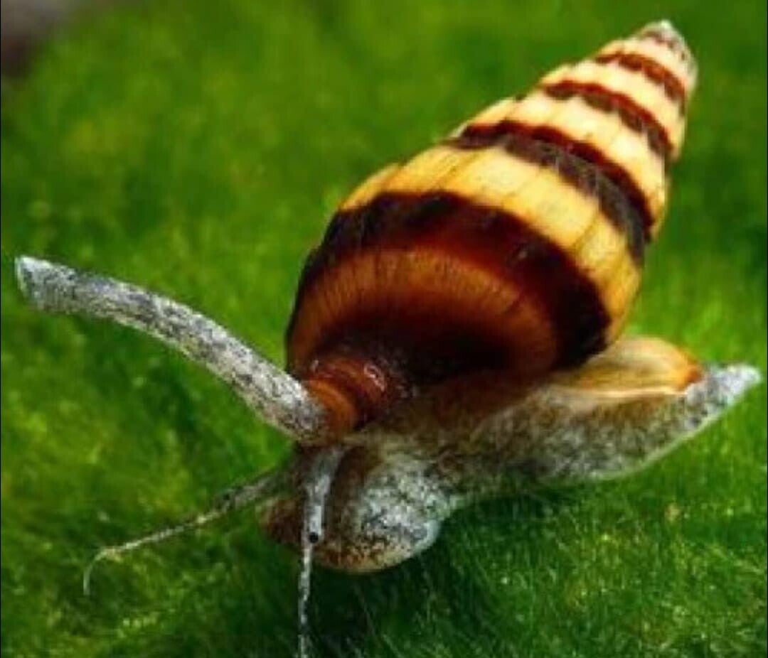 Assassin Snails