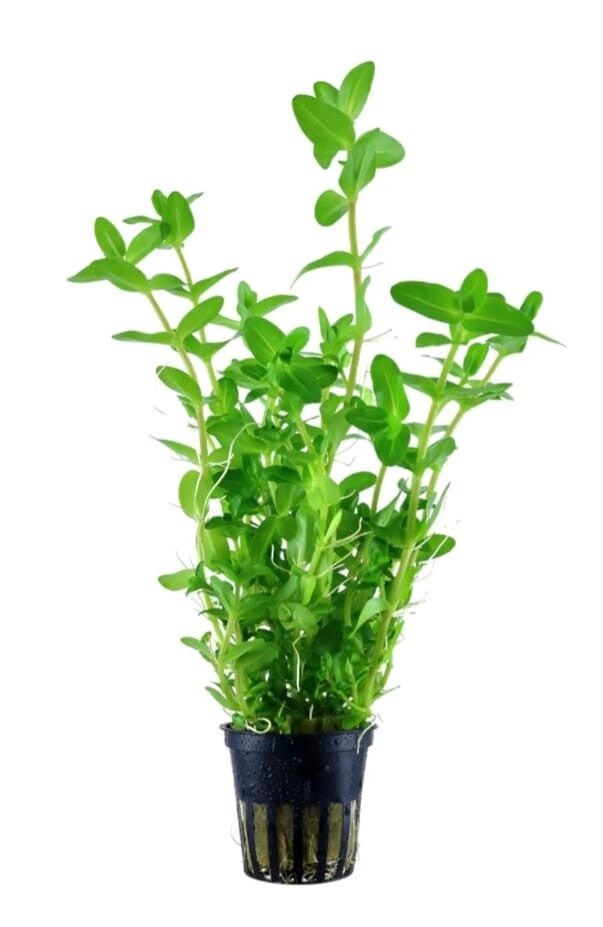 Bacopa caroliniana (Giant Bacopa)