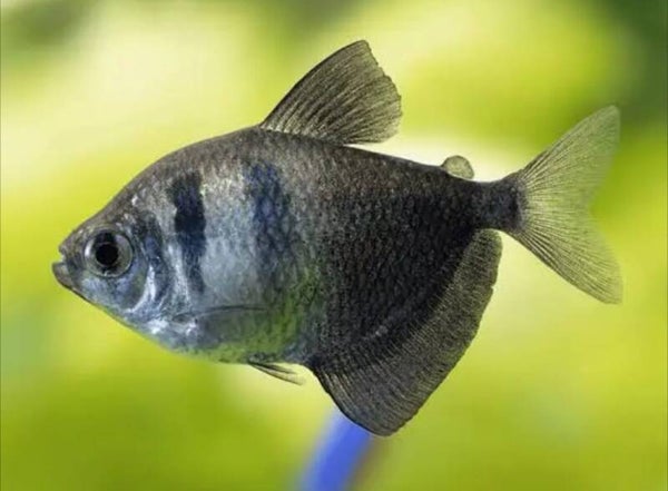 Black Widow Tetra Large x6