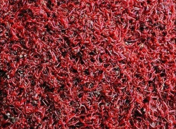 Bloodworm Single Feed Bag x6