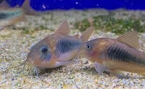 Bronze Corydoras Medium x6