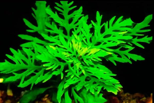 Ceratopteris siliquosa (Water Wisteria)