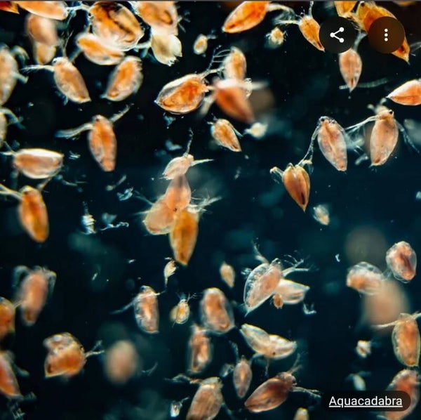 Daphnia Single Feed Bag x6