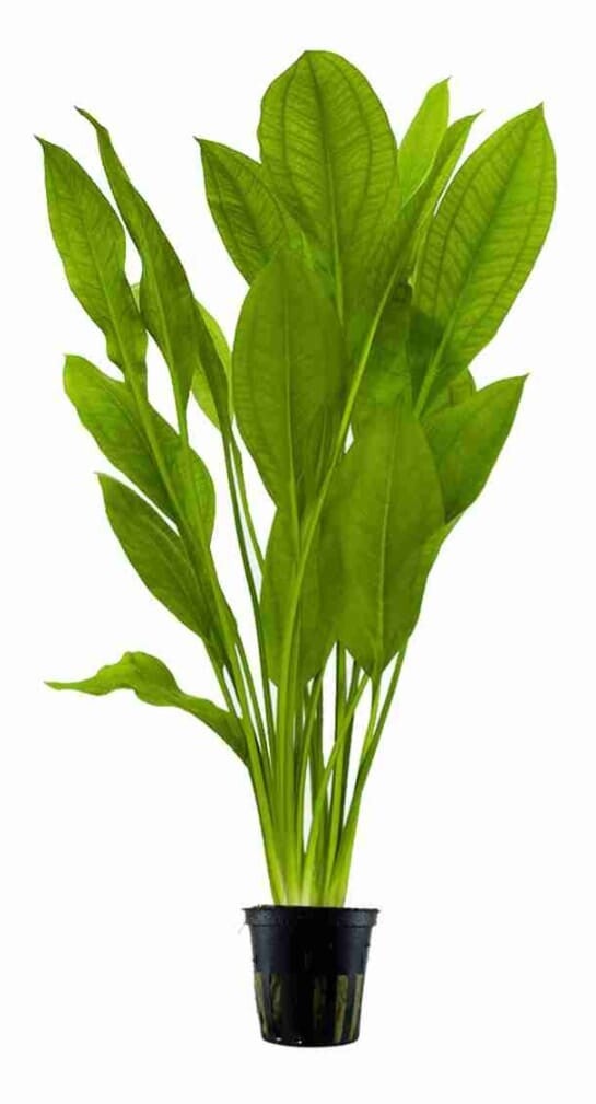 Echinododorus bleheri (Amazon Sword)