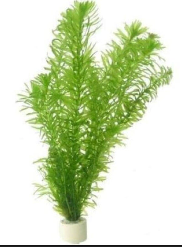 Egeria densa (Pondweed – Permitted variety)