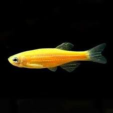 Gold Zebra Danio Medium