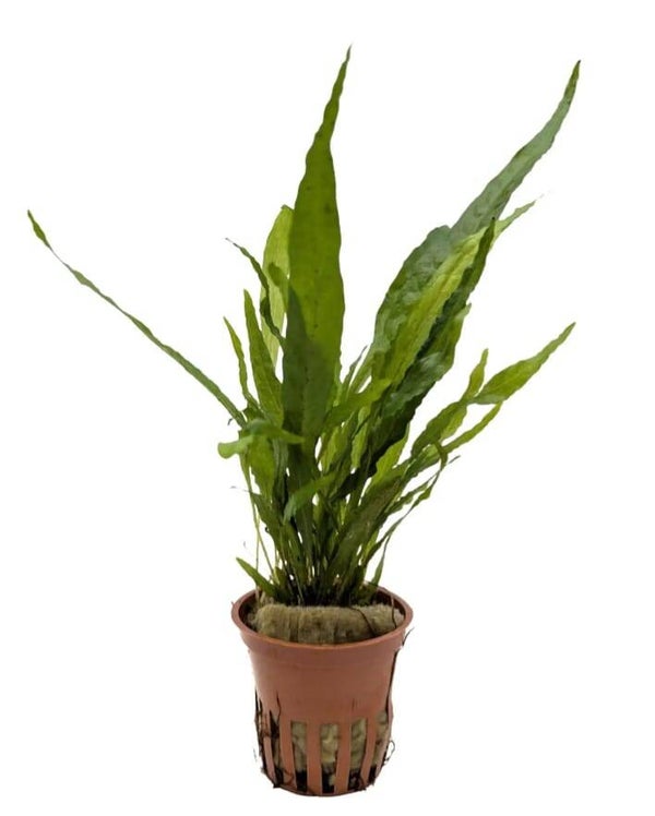 Microsorum Pteropus (Java Fern)