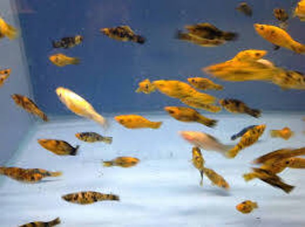 Assorted Molly Large