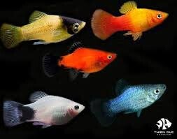 Assorted Platy Large x6