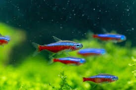 Neon Tetra Medium/Large