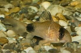 Panda Corydoras Medium