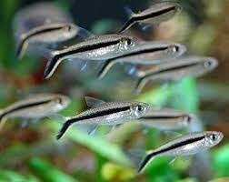 Penguin Tetra Medium