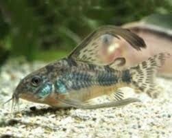 Longfin Pepper Corydoras