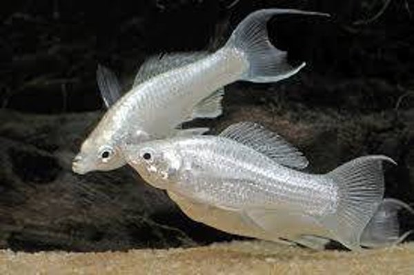 Platinum White Molly Medium