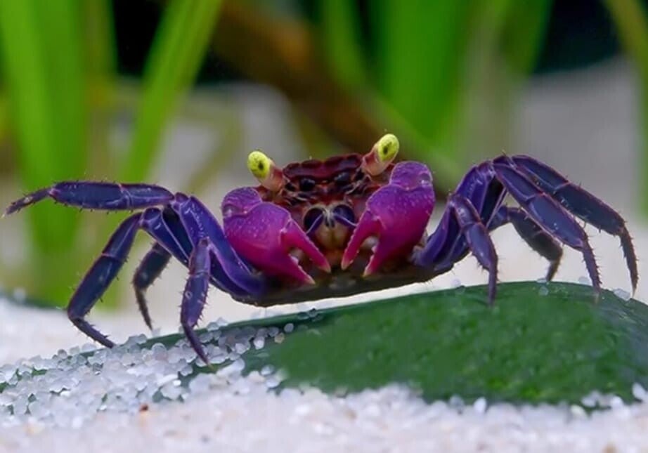 Vampire Crab