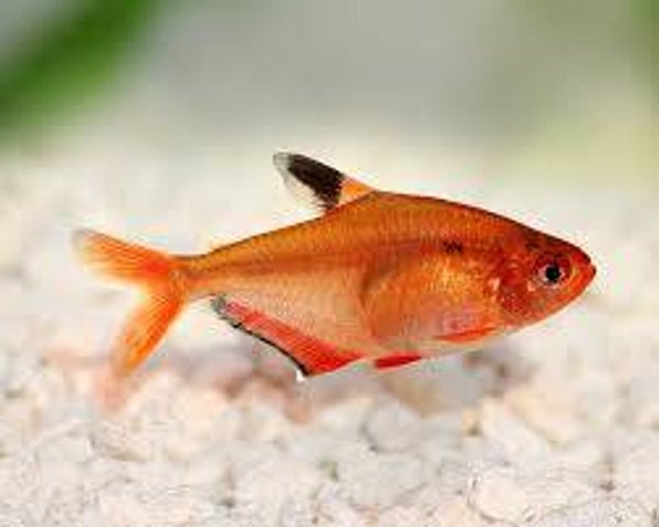 Serpea Tetra Large