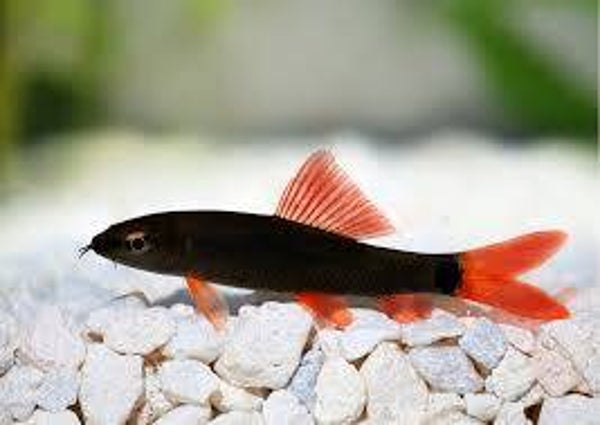 Red Fin Sharks 6-8cm