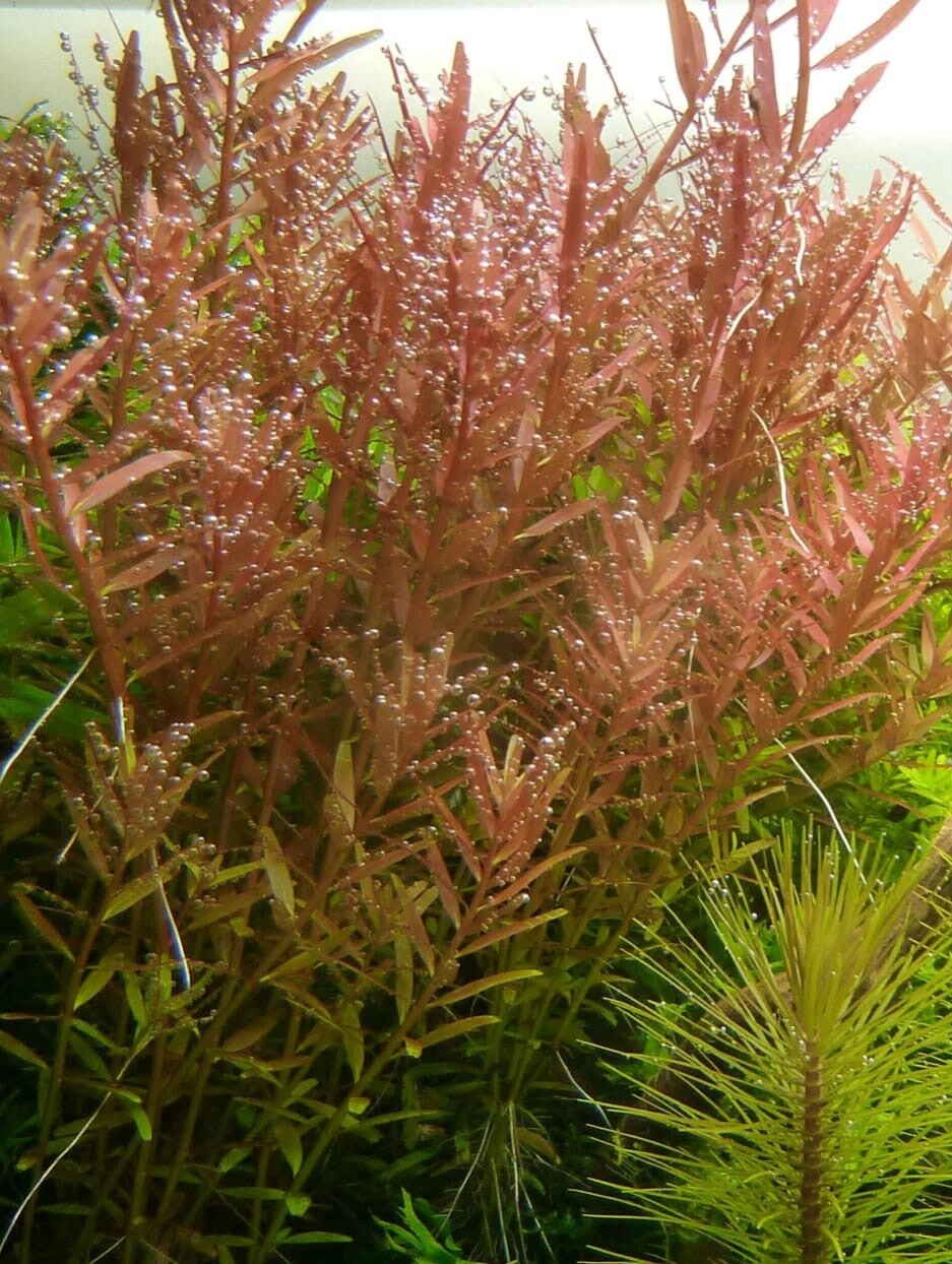 Rotala rotundifolia