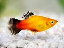 Red Wagtail Platy x6