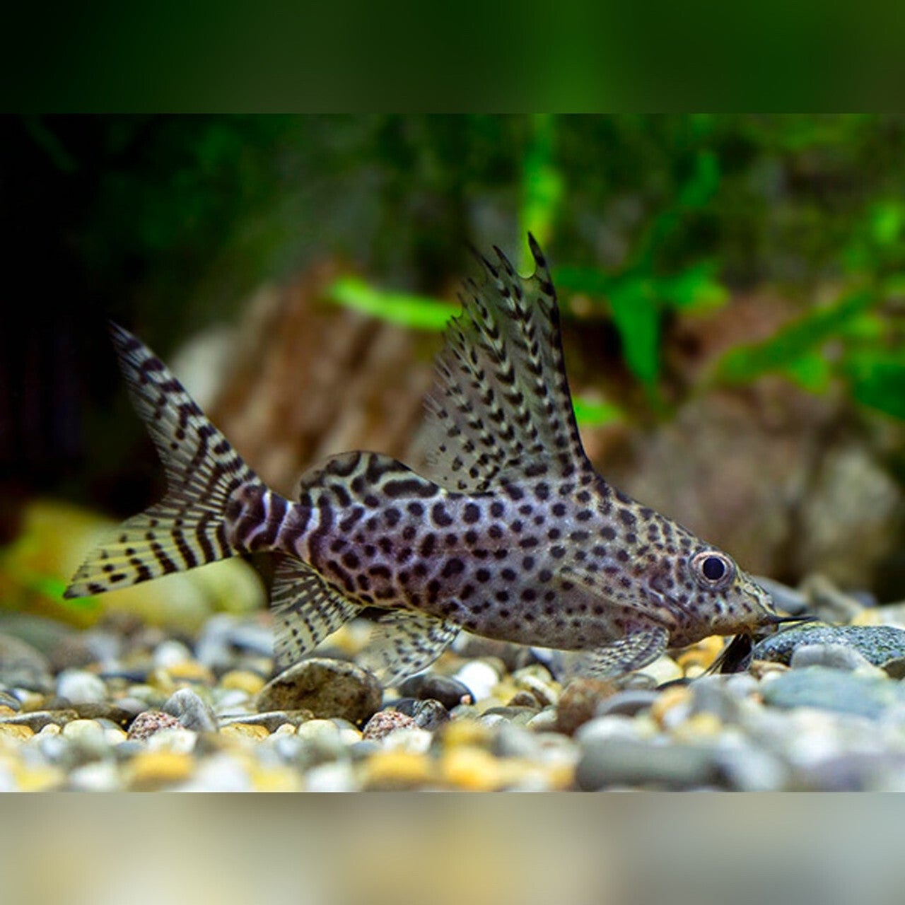 Featherfin Catfish 4cm