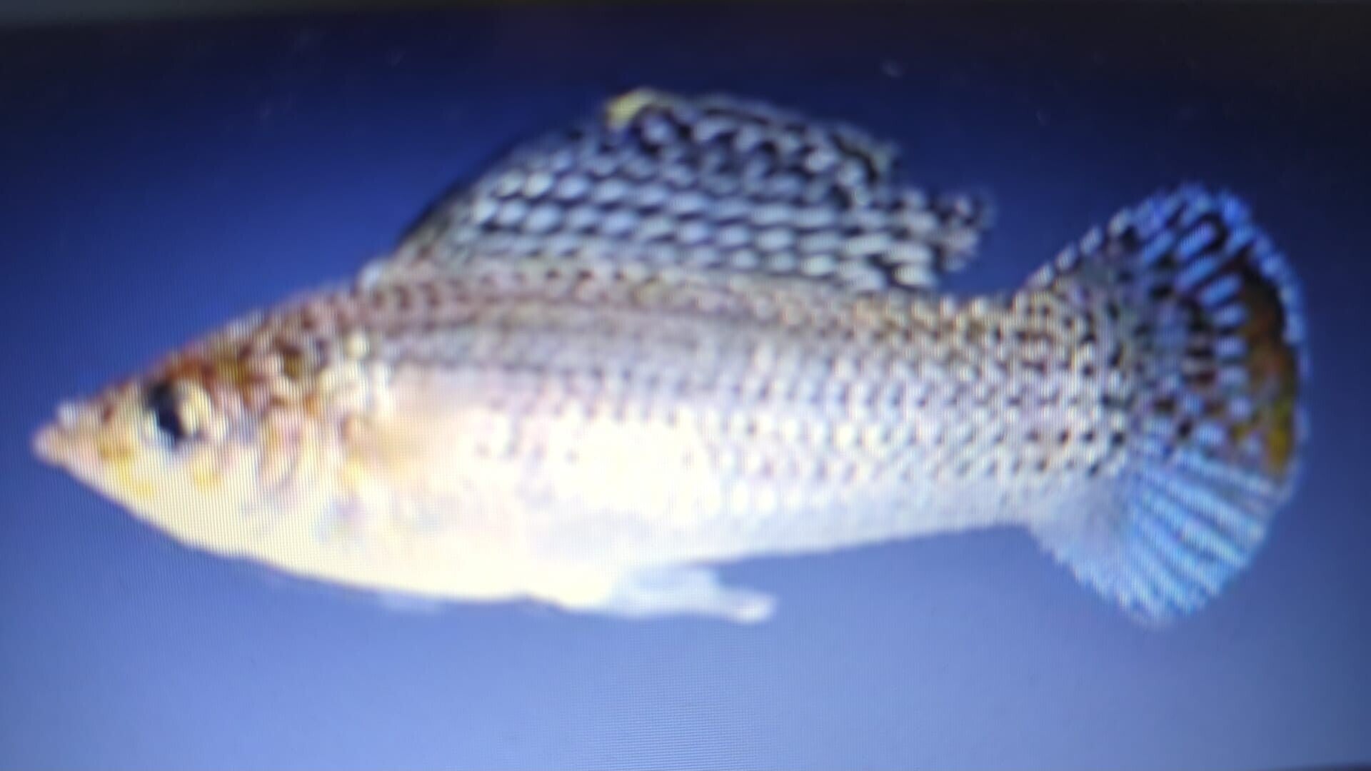 Silver Sailfin Molly Medium x6