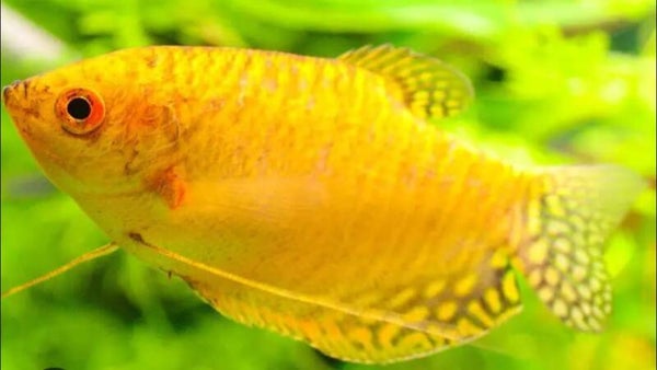 Gold Gourami Medium