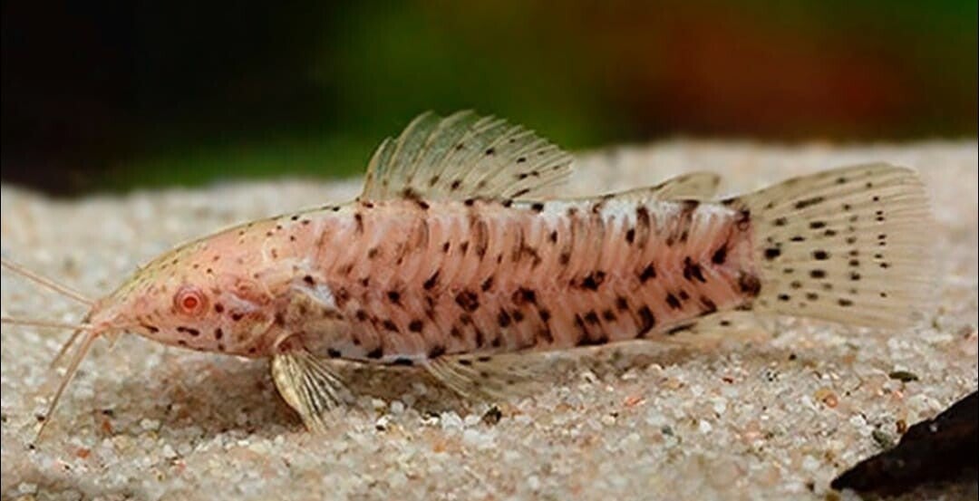 Albino Hoplo Catfish 12-15cm