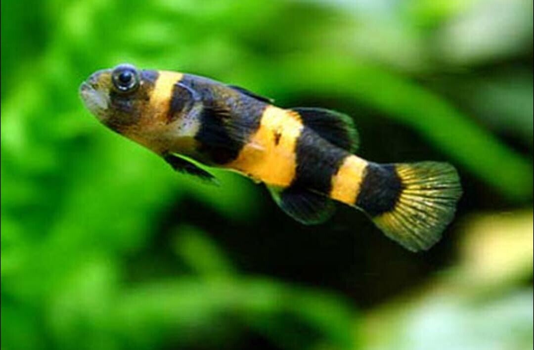 Bumblee Bee Goby 1.5-2cm x3