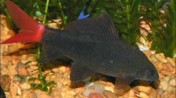 Red Tail Shark 5-6cm