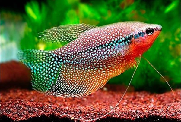 Pearl Gourami