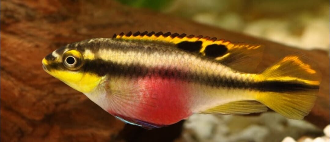 Kribensis Cichlids 2-3cm