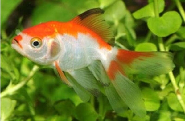 Red and White Fantail 5-6cm