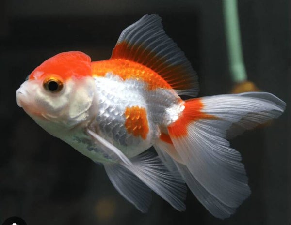 Red and White Oranda 5-6cm