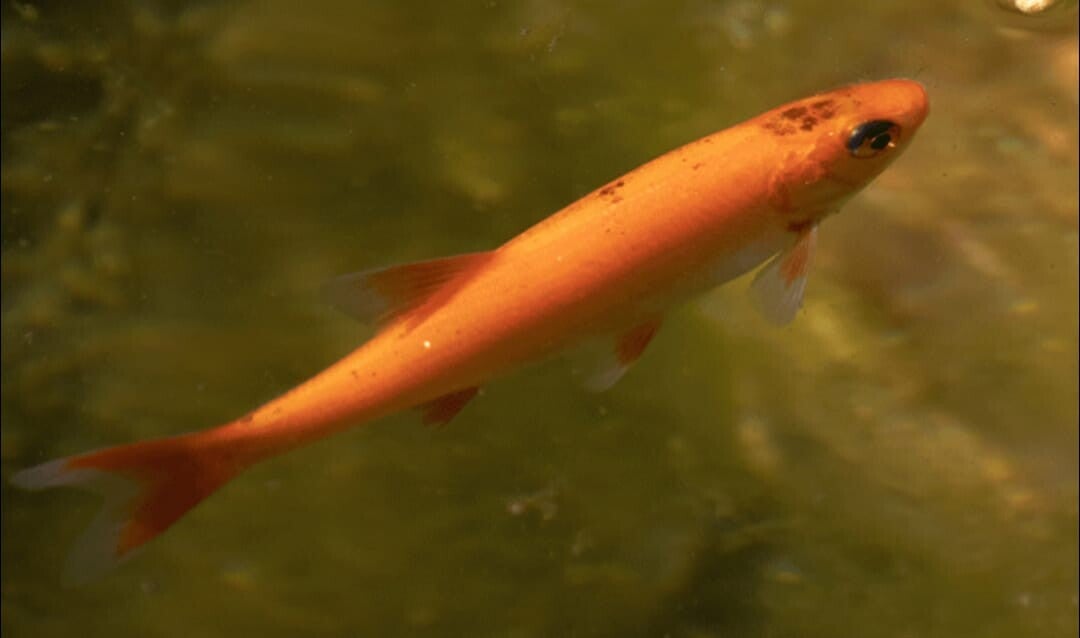 Golden Orfe 7-8cm x2