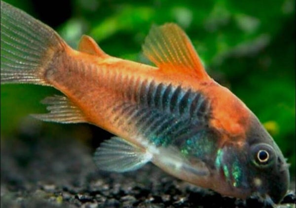 Orange Venzuela Corydoras