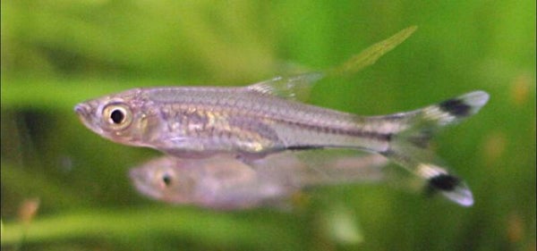 Scissortail Rasbora 3cm