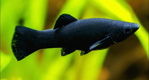 Black Molly Medium